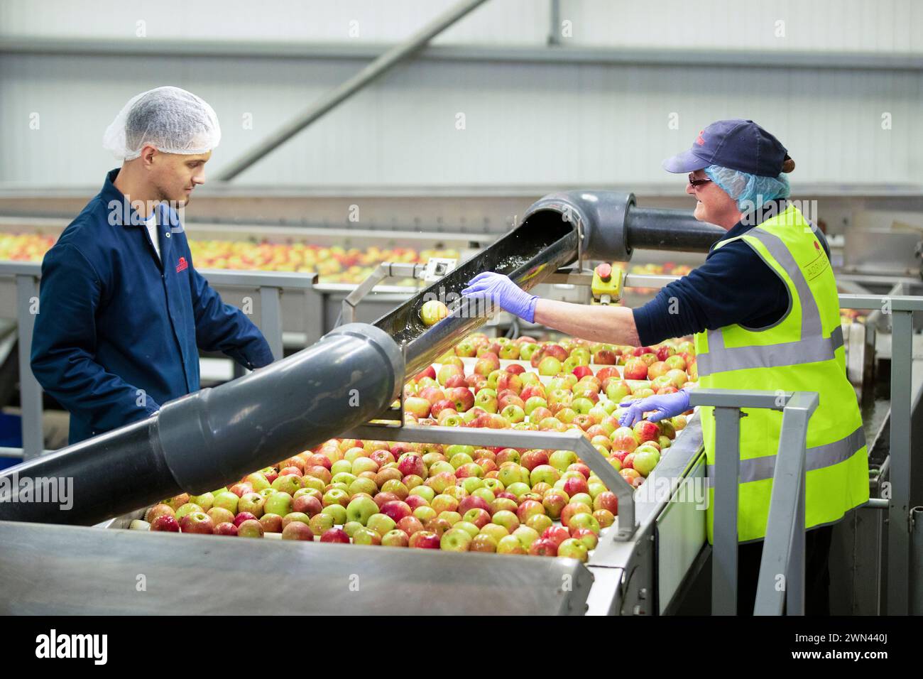 04/10/21 les contrôleurs de qualité vérifient et enlèvent les feuilles et les pommes Red Windsor inférieures aux normes pendant qu'elles se fraient un chemin dans l'usine d'emballage. Cueillette et Banque D'Images