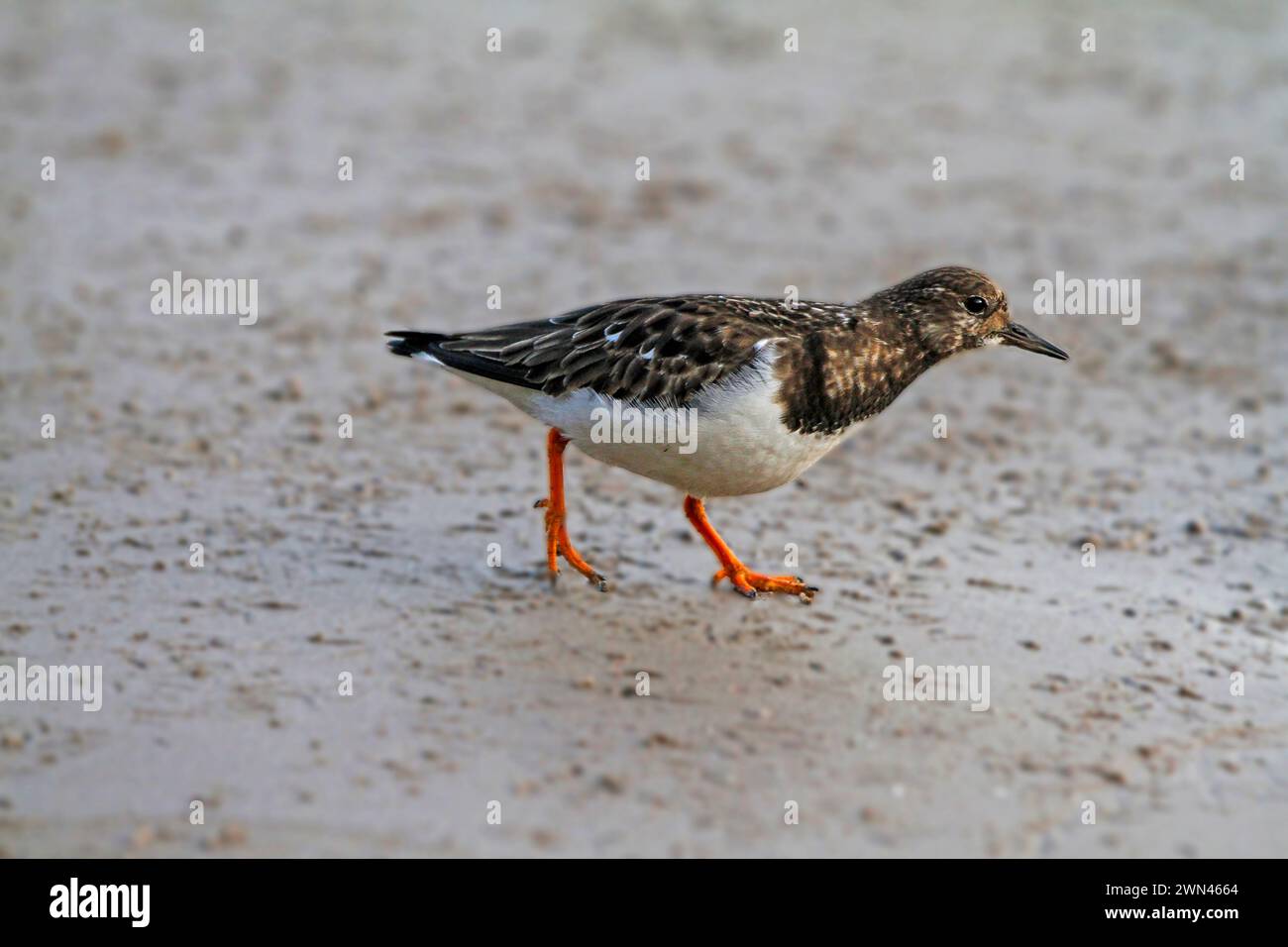 Collier (Arenaria interpres) Banque D'Images