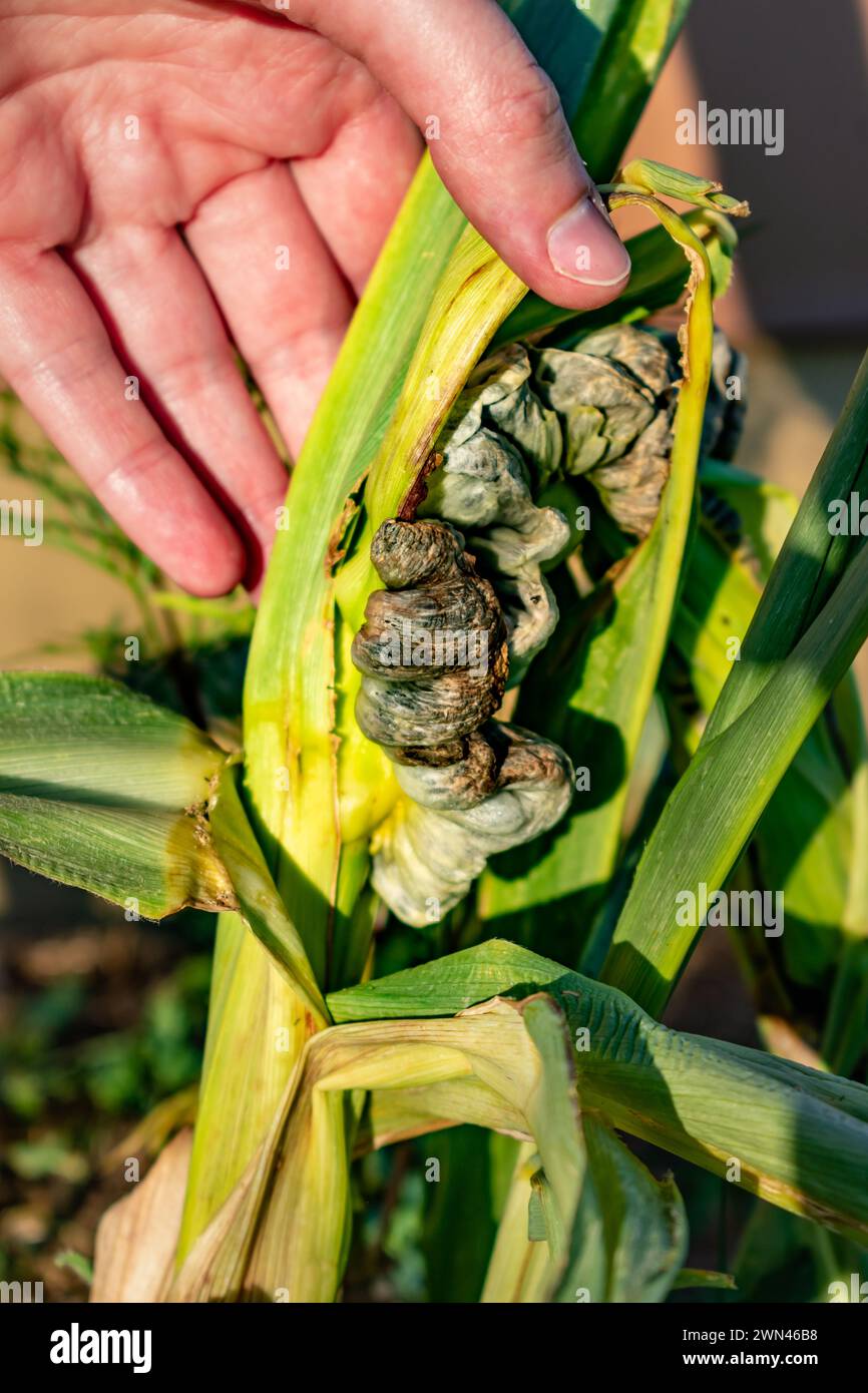 Maïs malade appelé charbon de maïs, champignon pathogène, ustilago maydis, au Mexique, il est appelé huitlacoche ou truffe mexicaine Banque D'Images