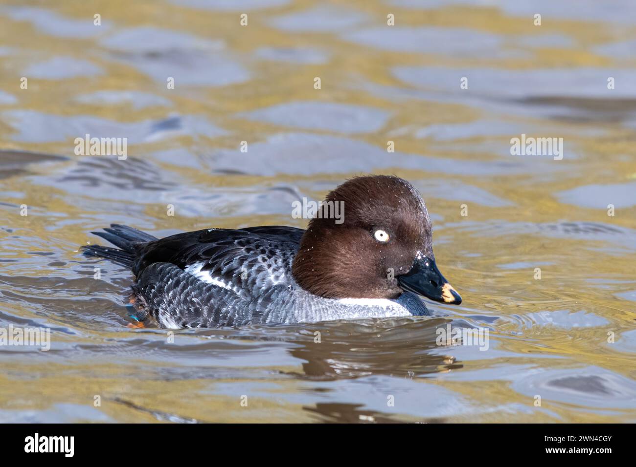 GoldenEye Duck (Bucephala clangula), Royaume-Uni, un oiseau femelle nageant Banque D'Images