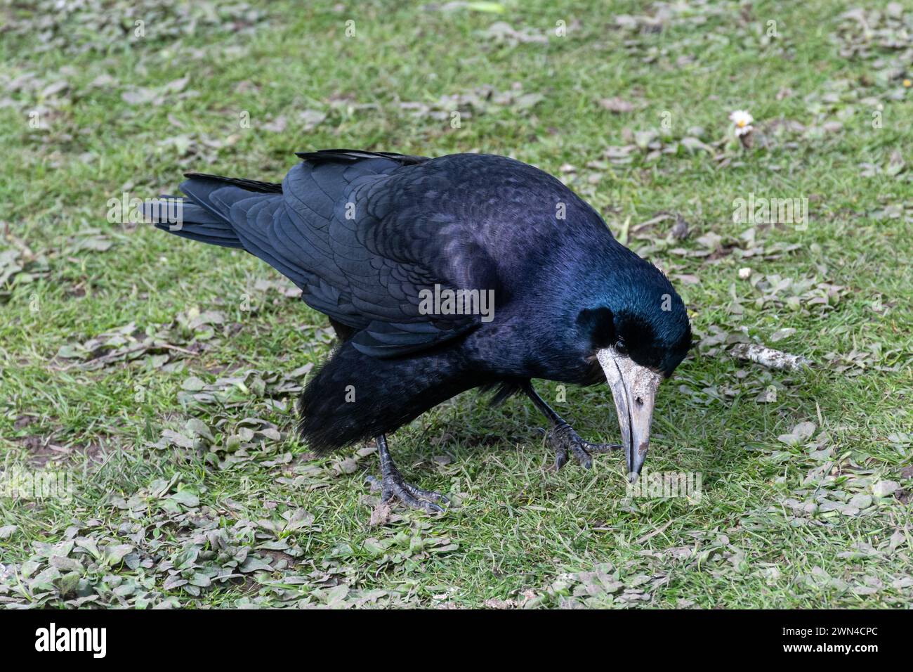 Rook (Corvus frugilegus), un grand oiseau noir de la famille des Corvidés ou Corvidés buvant sur le sol, Angleterre, Royaume-Uni Banque D'Images