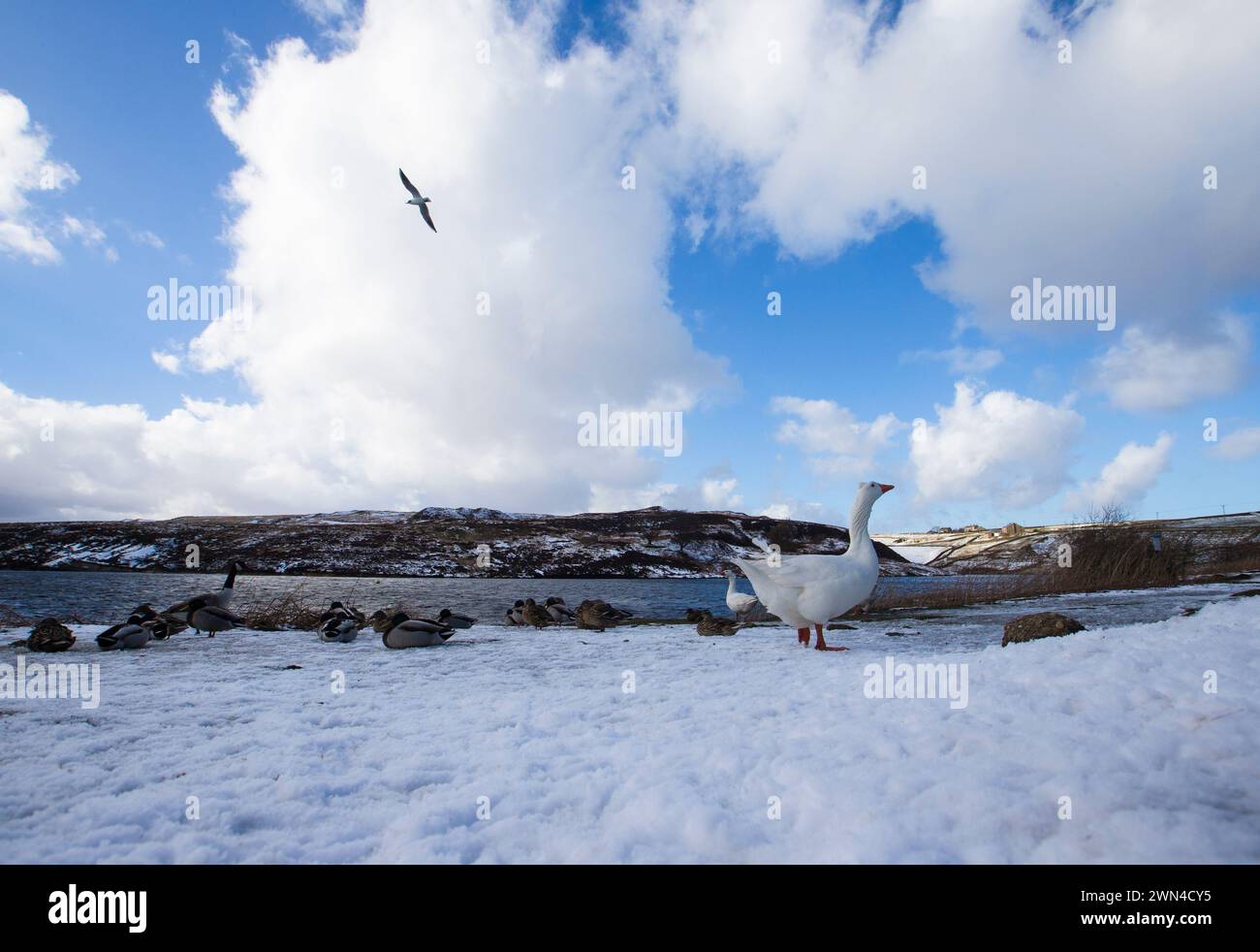 02/03/15 après une chute de neige en mars, les oies font le pas de l'oie près du réservoir Winscar près de Dunford Bridge dans le South Yorkshire Peak District. D'accord Banque D'Images