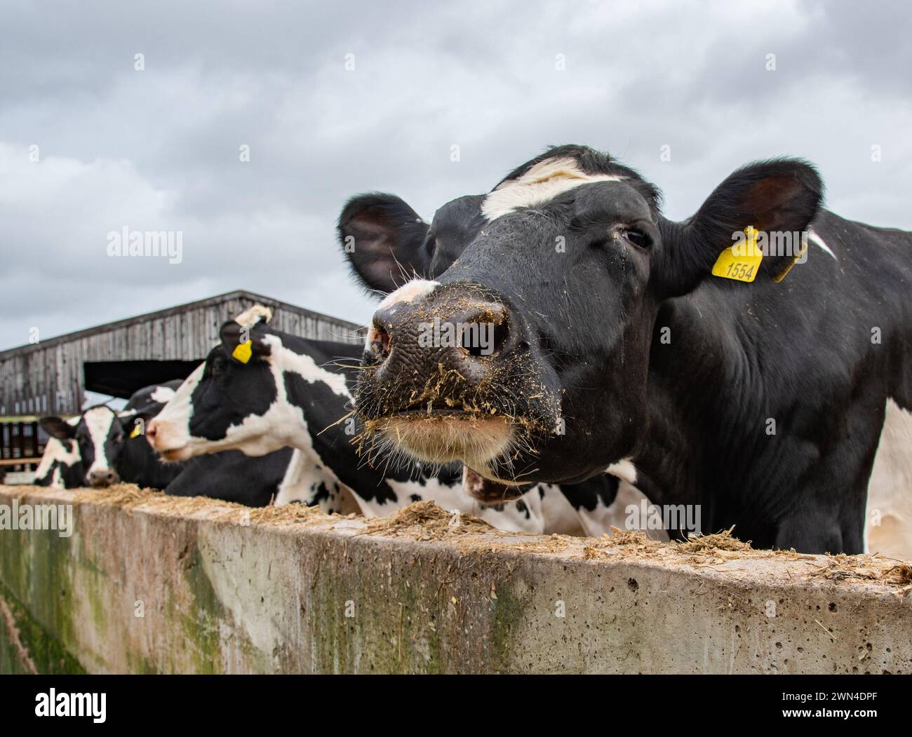 Gros plan d'une vache se nourrissant d'une ration mixte totale (TMR) dans le Shropshire, au Royaume-Uni. Banque D'Images