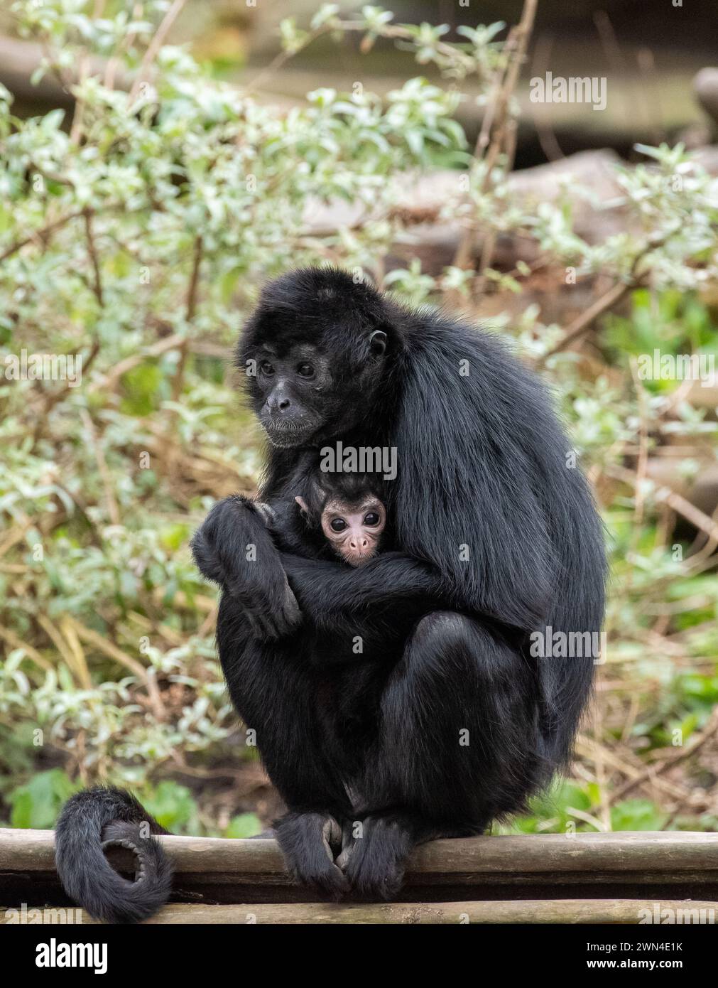 Singe araignée colombien femelle et nourrisson, Ateles fusciceps, Blackpool Zoo, Royaume-Uni Banque D'Images