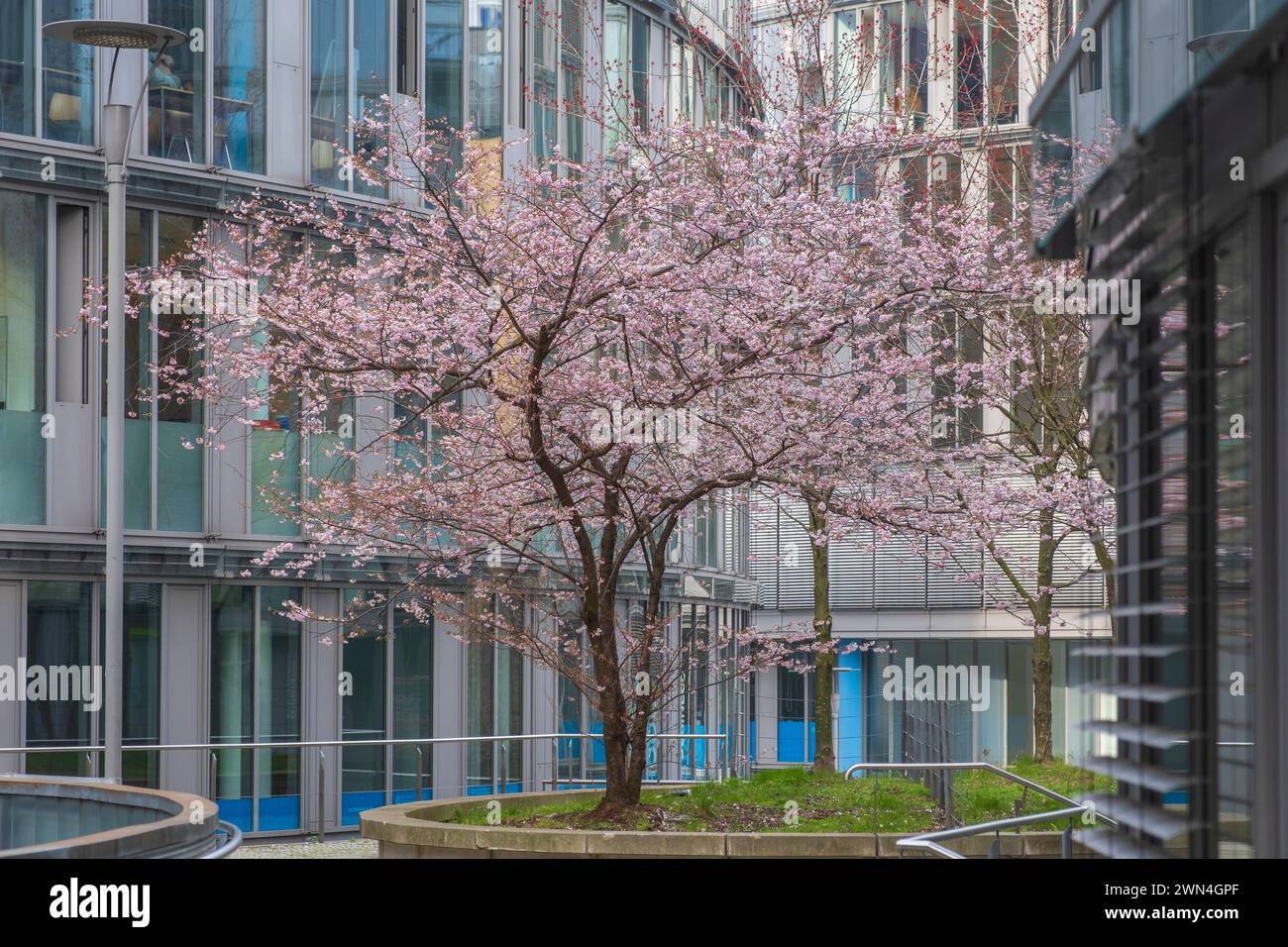Arbre en fleurs rose comme signe du printemps à venir dans le Mediapark Banque D'Images