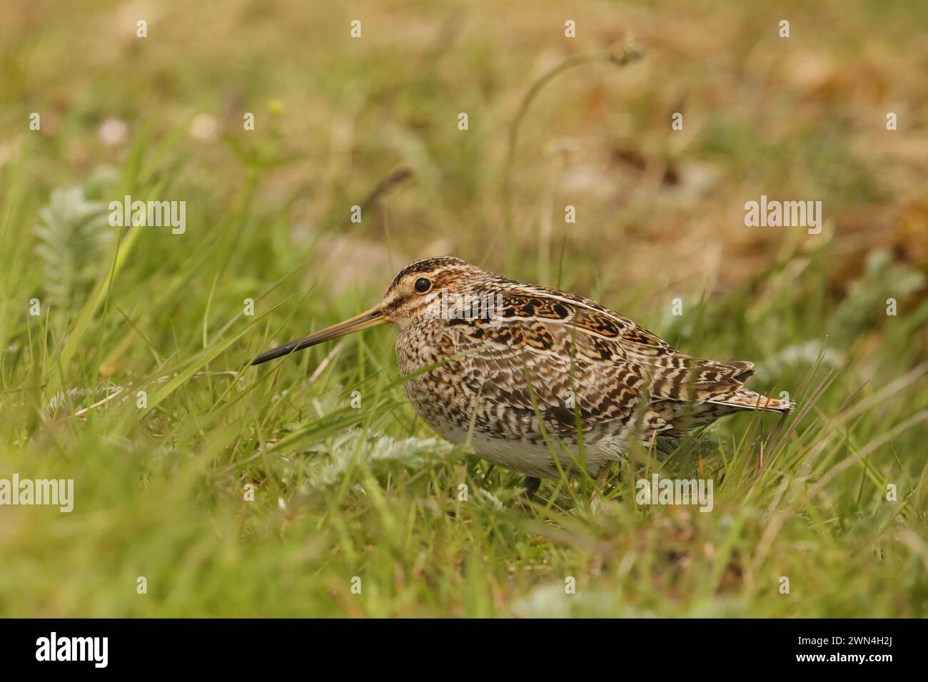 Snipe sur la machire de North Uist où ils sont abondants et se reproduisent. Banque D'Images