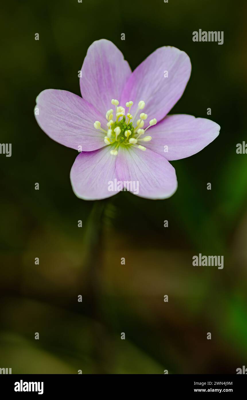 Hepatica, un éphémère printanier à floraison précoce (hepatica americana), fleurit dans la forêt de Newport State Parek, dans le comté de Door, Wisconsin Banque D'Images