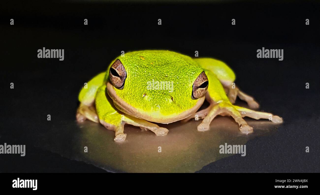 Grenouille verte américaine (Hyla cinerea) regardant droit devant tout en étant assis sur une surface réfléchissante sur un bâtiment la nuit avec un fond noir. Banque D'Images