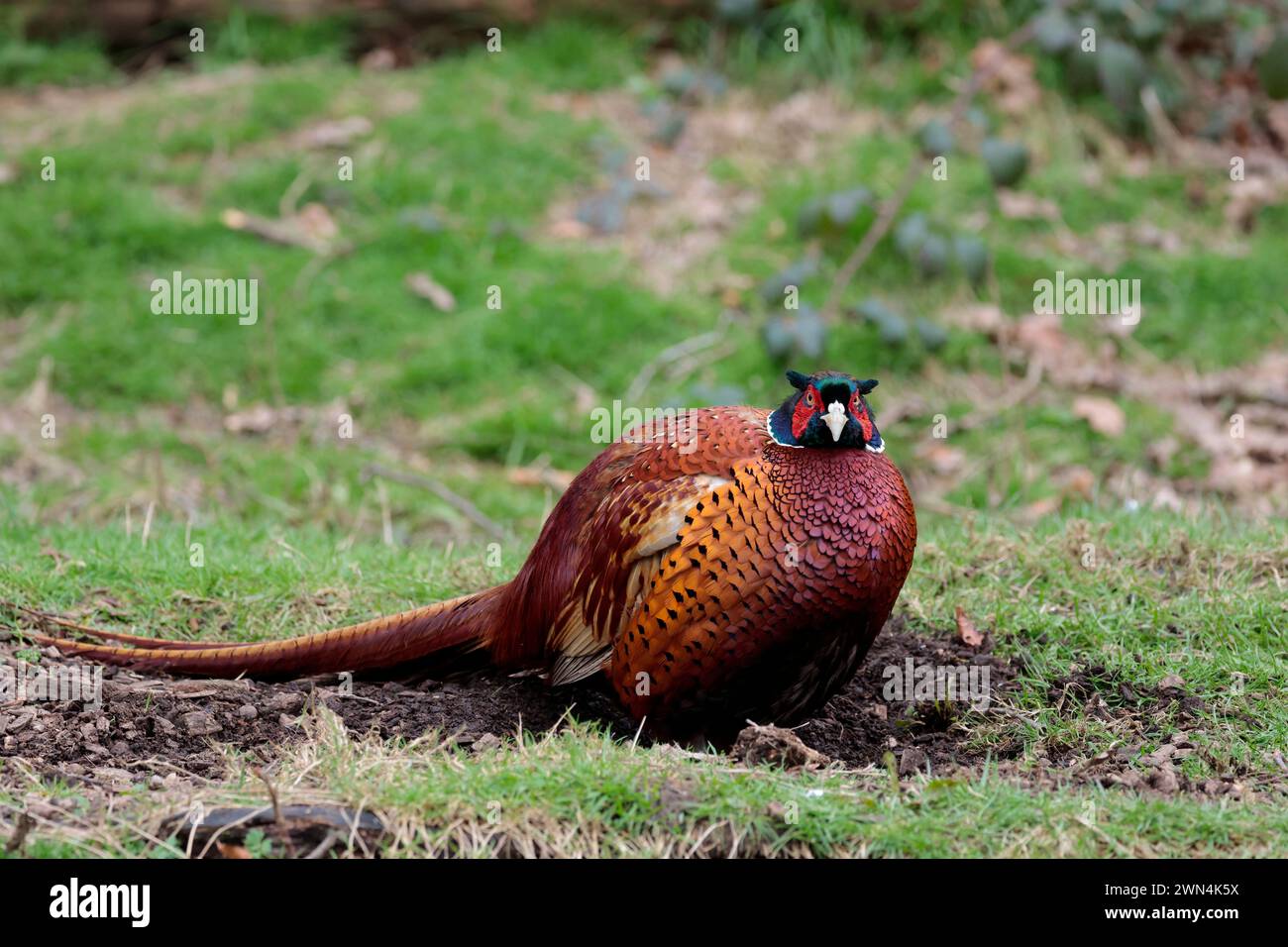 Faisan Phasianus colchicus, mâle début de printemps rouge Wattle bleu vert brillant sur la tête orange corps brun plumage longue queue orange collier blanc gibier à plumes Banque D'Images