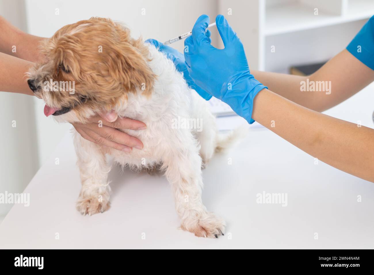 Le vétérinaire est vacciné contre le chiot pour prévenir les maladies transmissibles après que le vétérinaire a effectué un bilan de santé annuel pour le chien. concept d'apporter Banque D'Images