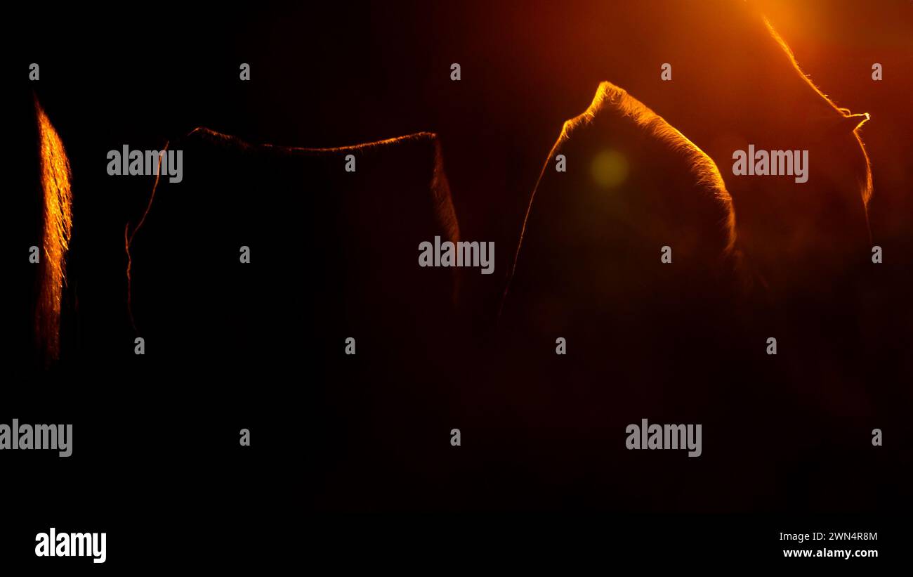 Connexion entre cavalier et cheval, humeur du coucher du soleil, photo de silhouette avec de superbes couleurs du soleil. Banque D'Images