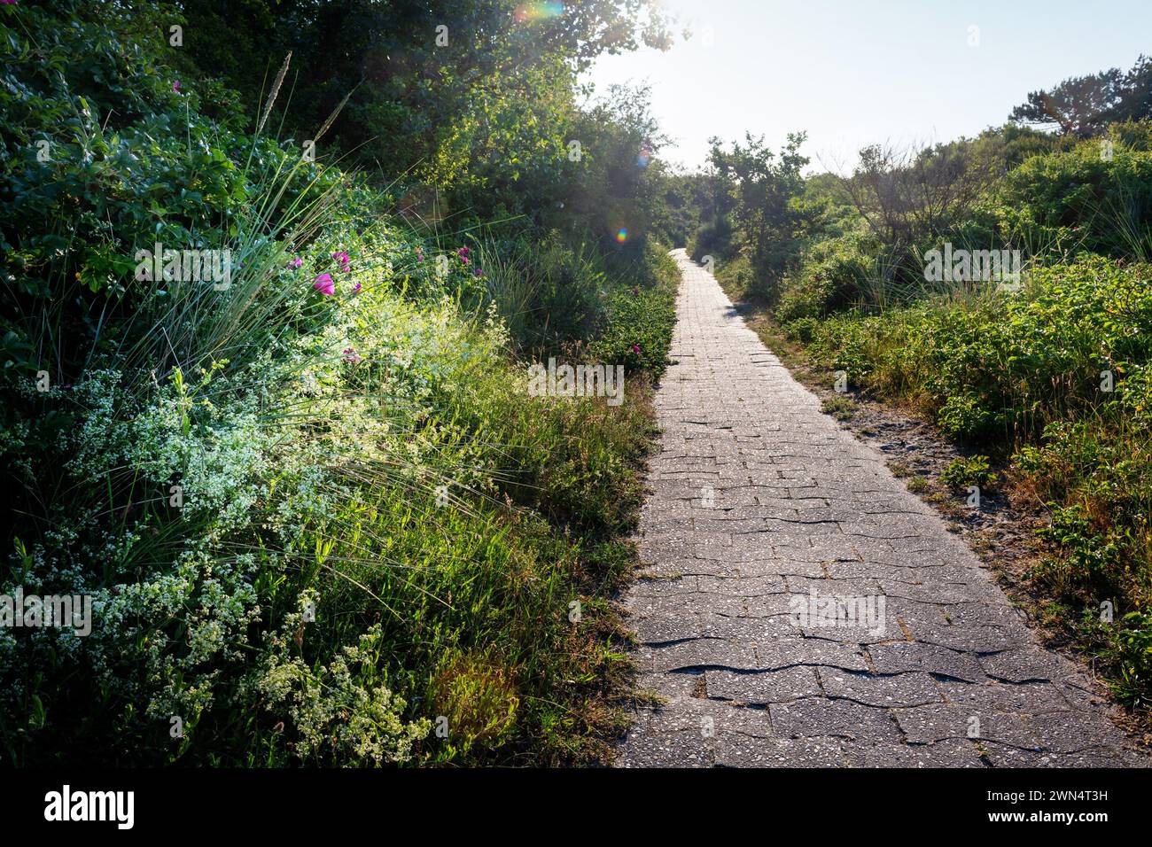 Un vieux sentier pavé sur l'île de Juist mène le long d'un remblai vert avec des herbes, des herbes, des fleurs et des arbustes contre le soleil dans les profondeurs de Banque D'Images