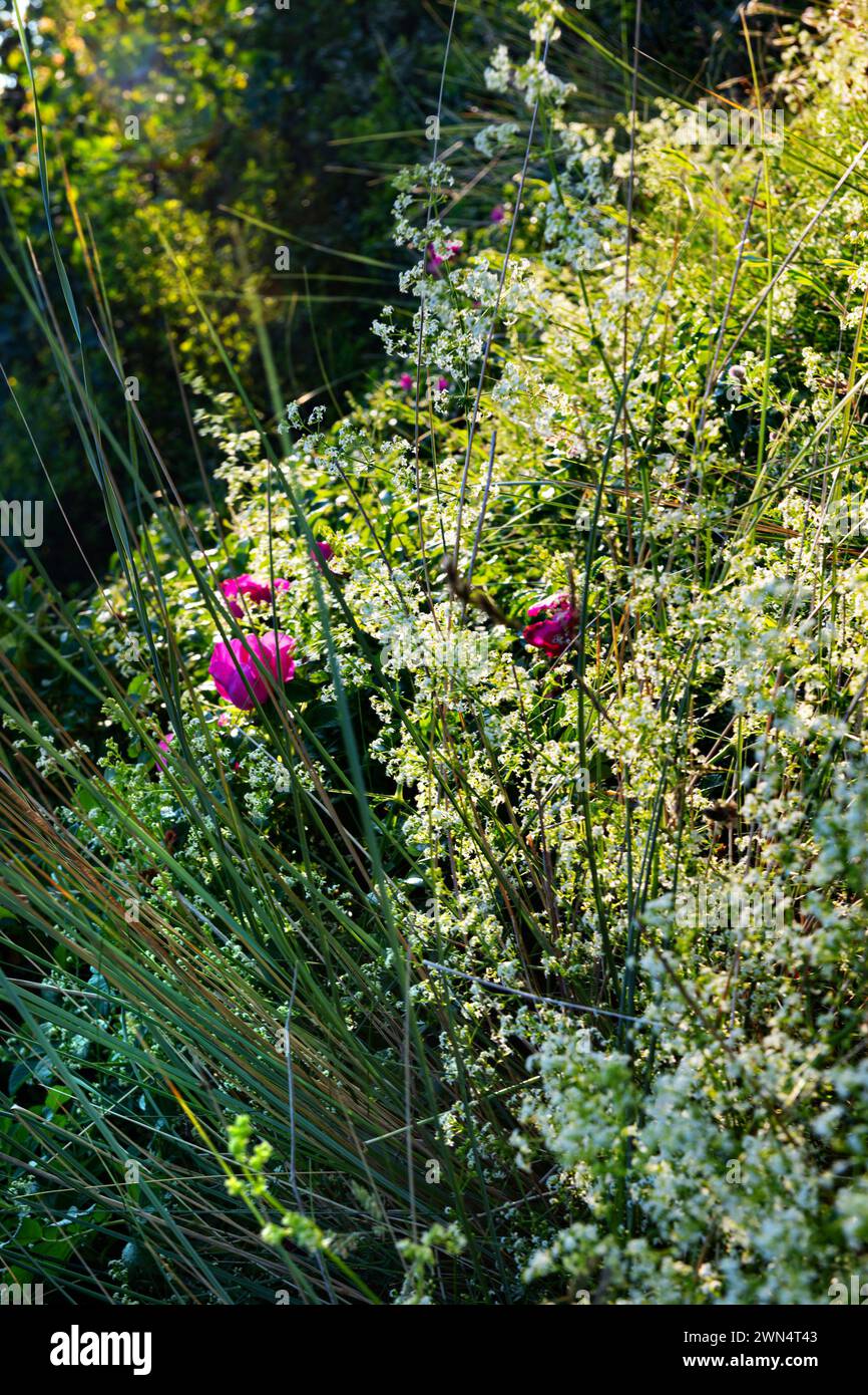 Un mur vert avec des herbes, des herbes vertes, des fleurs roses et des arbustes photographiés contre le soleil. Banque D'Images