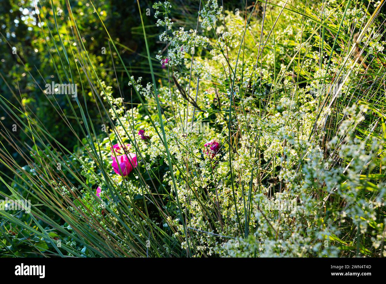 Un mur vert avec des herbes, des herbes vertes, des fleurs roses et des arbustes photographiés contre le soleil. Banque D'Images