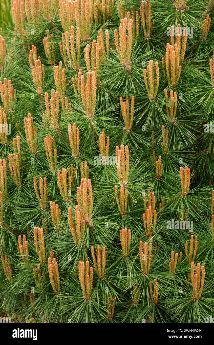 Korean red pin (Pinus densiflora), Oregon Garden, Silverton, Oregon Banque D'Images