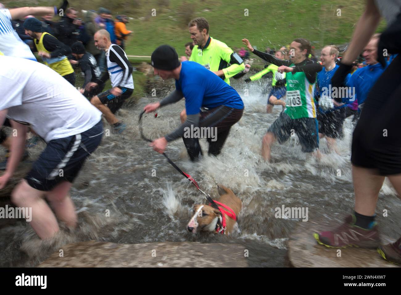 06/11/16 ***AVEC VIDÉO*** malgré les températures qui montent à peine au-dessus du point de congélation, environ 1 400 coureurs fous ont relevé le défi de cross-country d'un quatre- Banque D'Images