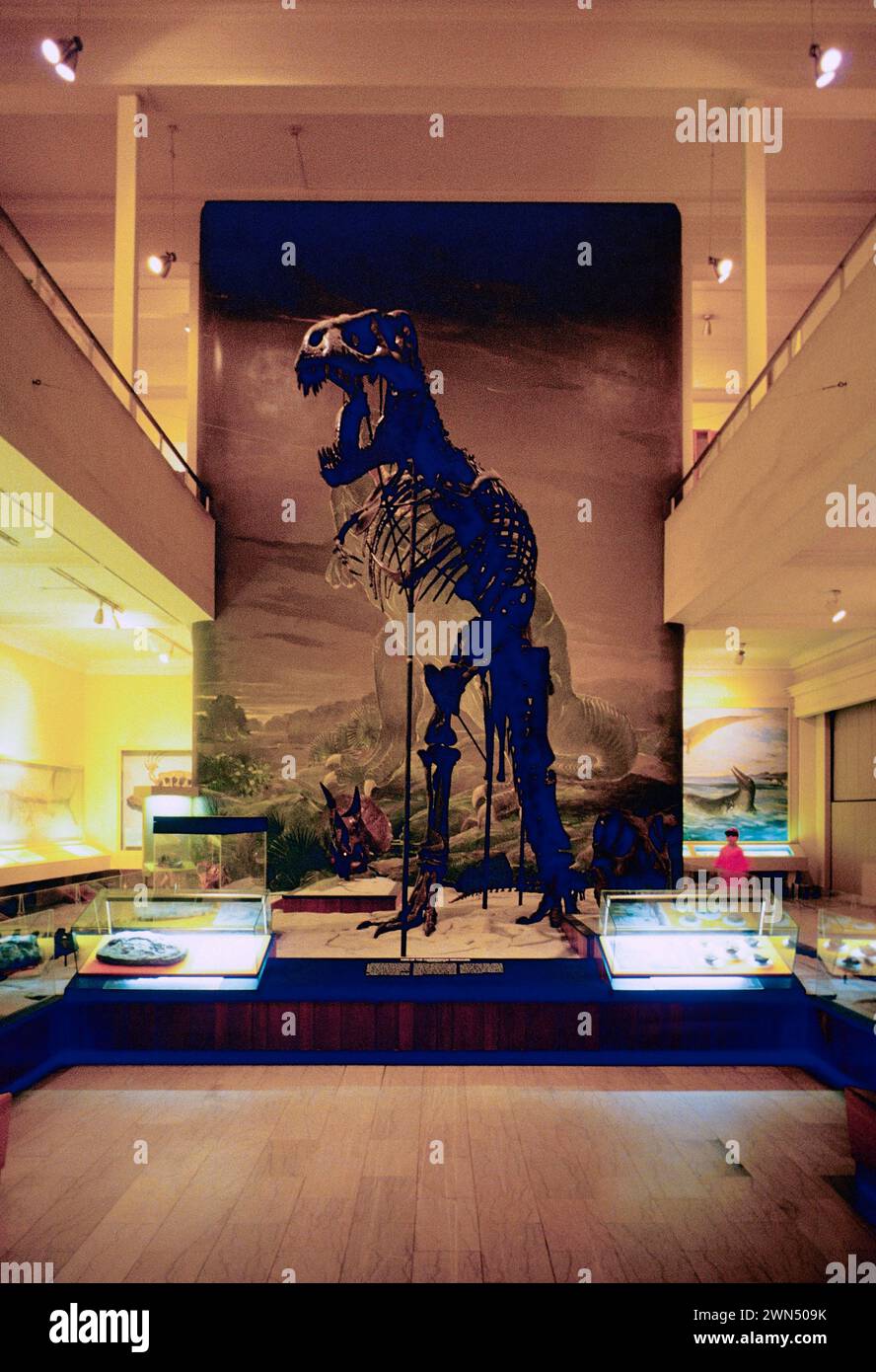 SQUELETTE DE TYRANNOSAURUS REX ; DINOSAUR HALL, LE CARNEGIE MUSEUM OF NATURAL HISTORY ; PITTSBURGH ; PENNSYLVANIE ; ÉTATS-UNIS Banque D'Images