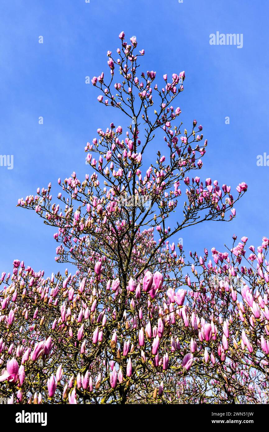 Magnolia (Magnolia soulangena) arbuste ornemental commençant à fleurir fin février - centre de la France. Banque D'Images