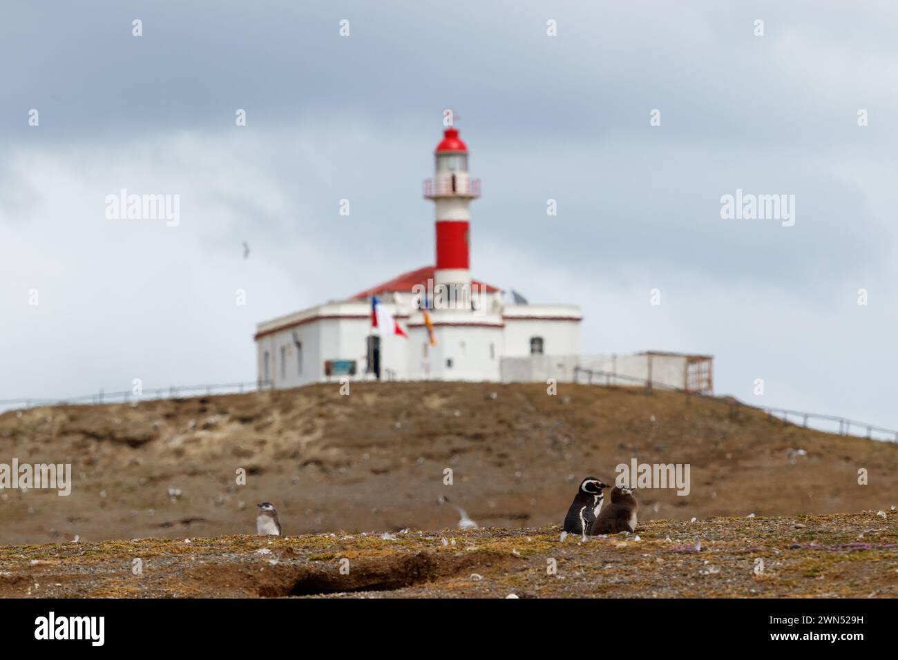 Faro Isla Magdalena, phare de signalisation maritime au célèbre monument national de la réserve des pingouins sur l'île Magdalena dans le détroit de Magellan au large de Punta AR Banque D'Images