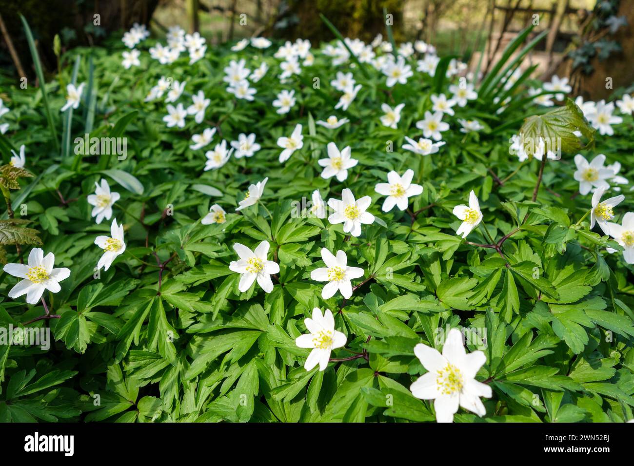 Les fleurs blanches d'une plante d'anémone de bois (Anemone nemorosa) poussant à l'état sauvage dans un bois, Angleterre, Royaume-Uni Banque D'Images