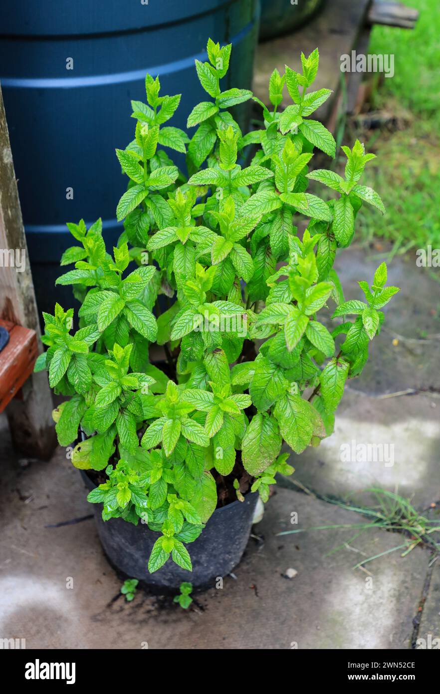 Menthe verte, une espèce de menthe classifiée scientifiquement comme Mentha spicata également connue sous le nom de menthe de jardin, menthe commune, menthe d'agneau et menthe de maquereau, Angleterre, Banque D'Images