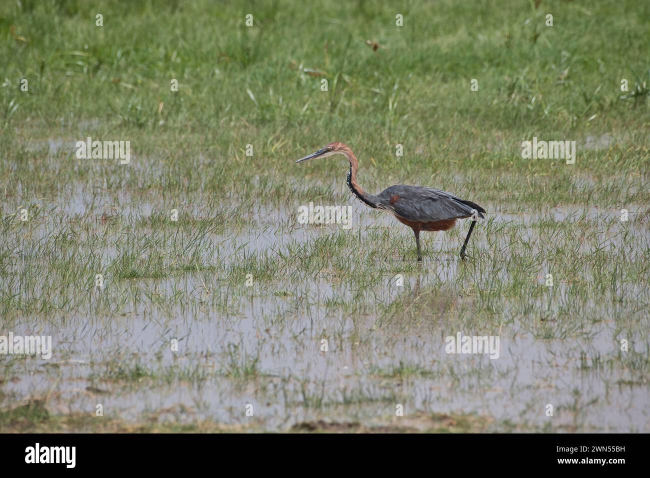 Héron Goliath (Ardea goliath) à la recherche de nourriture Banque D'Images