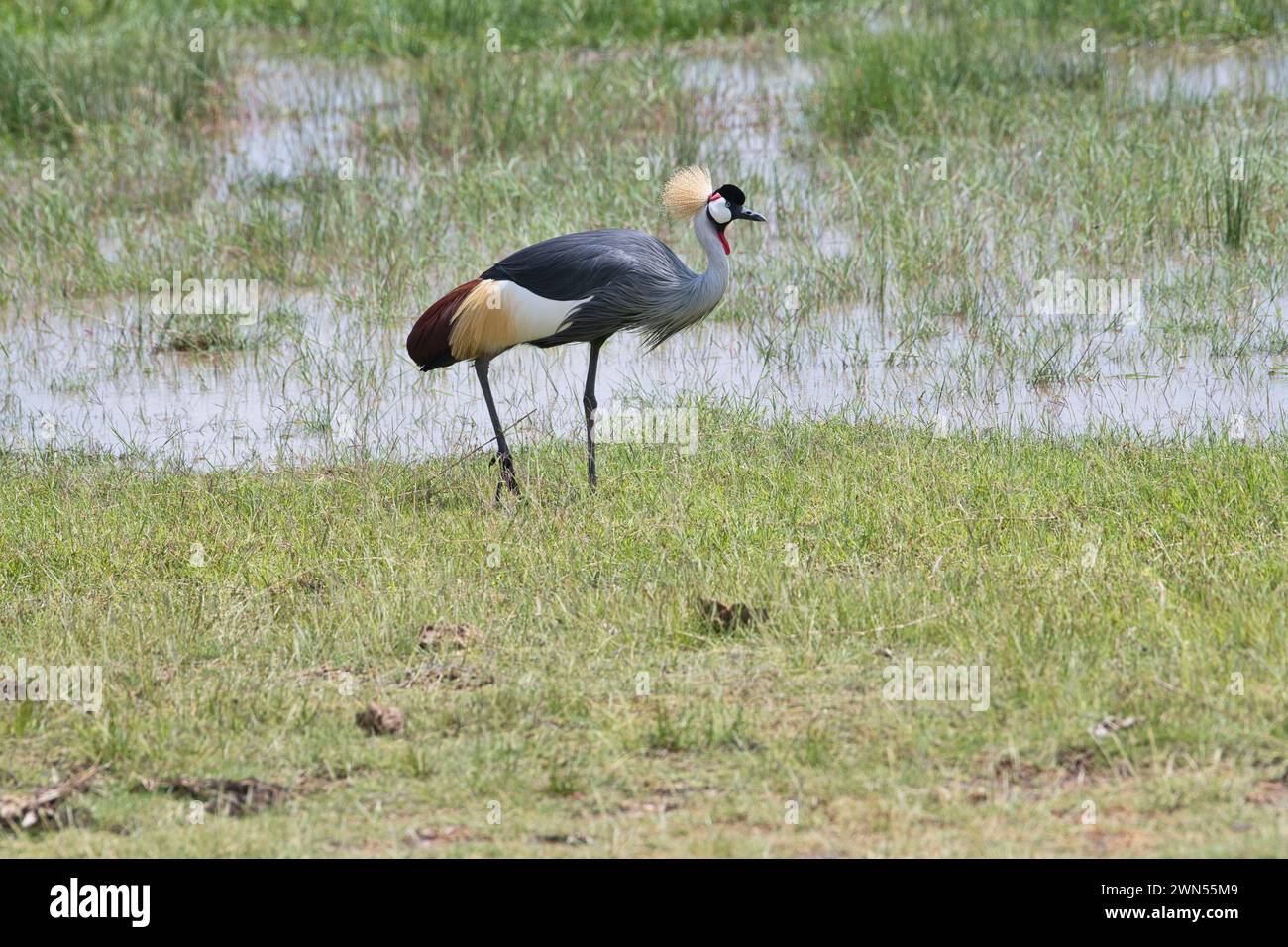 Grue à couronne grise (Balearia regulorum), également connue sous le nom de grue à couronne sud Banque D'Images