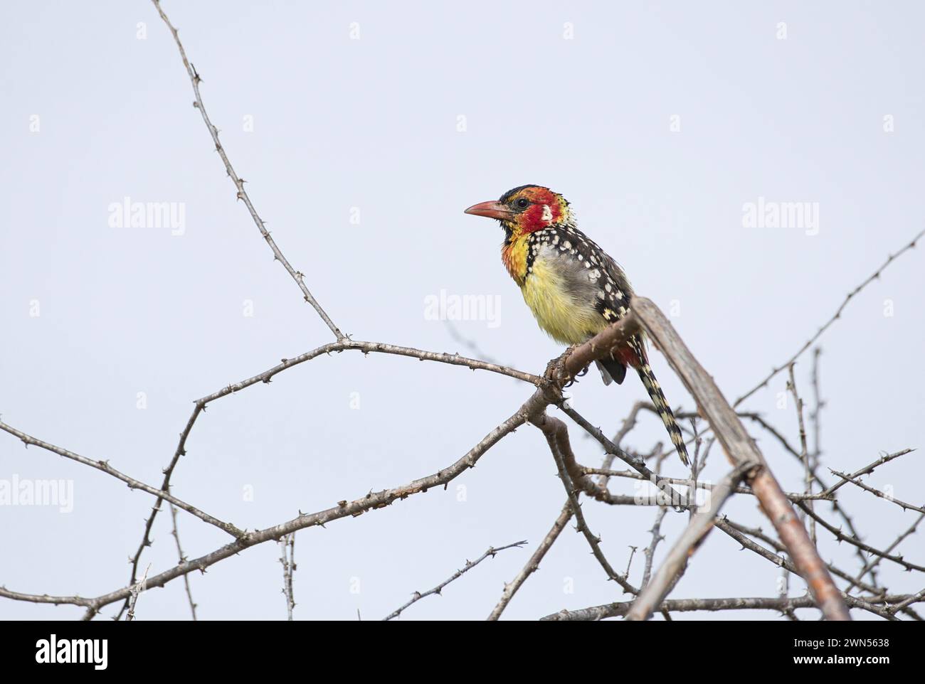 Barbet rouge et jaune (Trachyphonus erythrocephalus) Banque D'Images