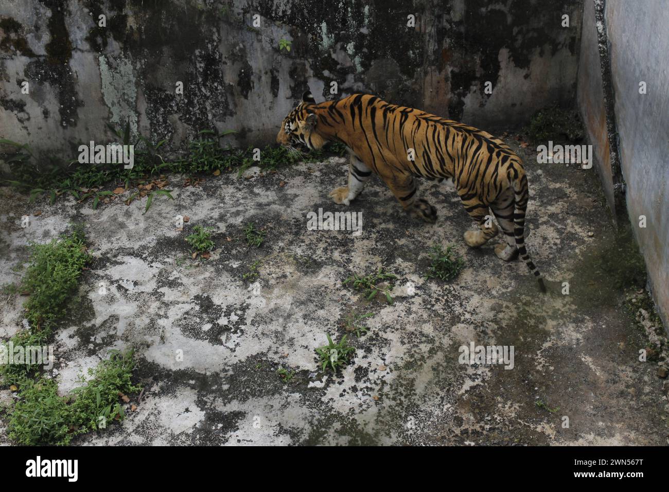 Medan, North Sumatera, Indonésie. 29 février 2024. Un tigre de Sumatra (Panther Tigris) subit un processus de rétablissement après avoir reçu des aliments nutritionnels du Service des forêts. (Crédit image : © Kartik Byma/SOPA images via ZUMA Press Wire) USAGE ÉDITORIAL SEULEMENT! Non destiné à UN USAGE commercial ! Banque D'Images