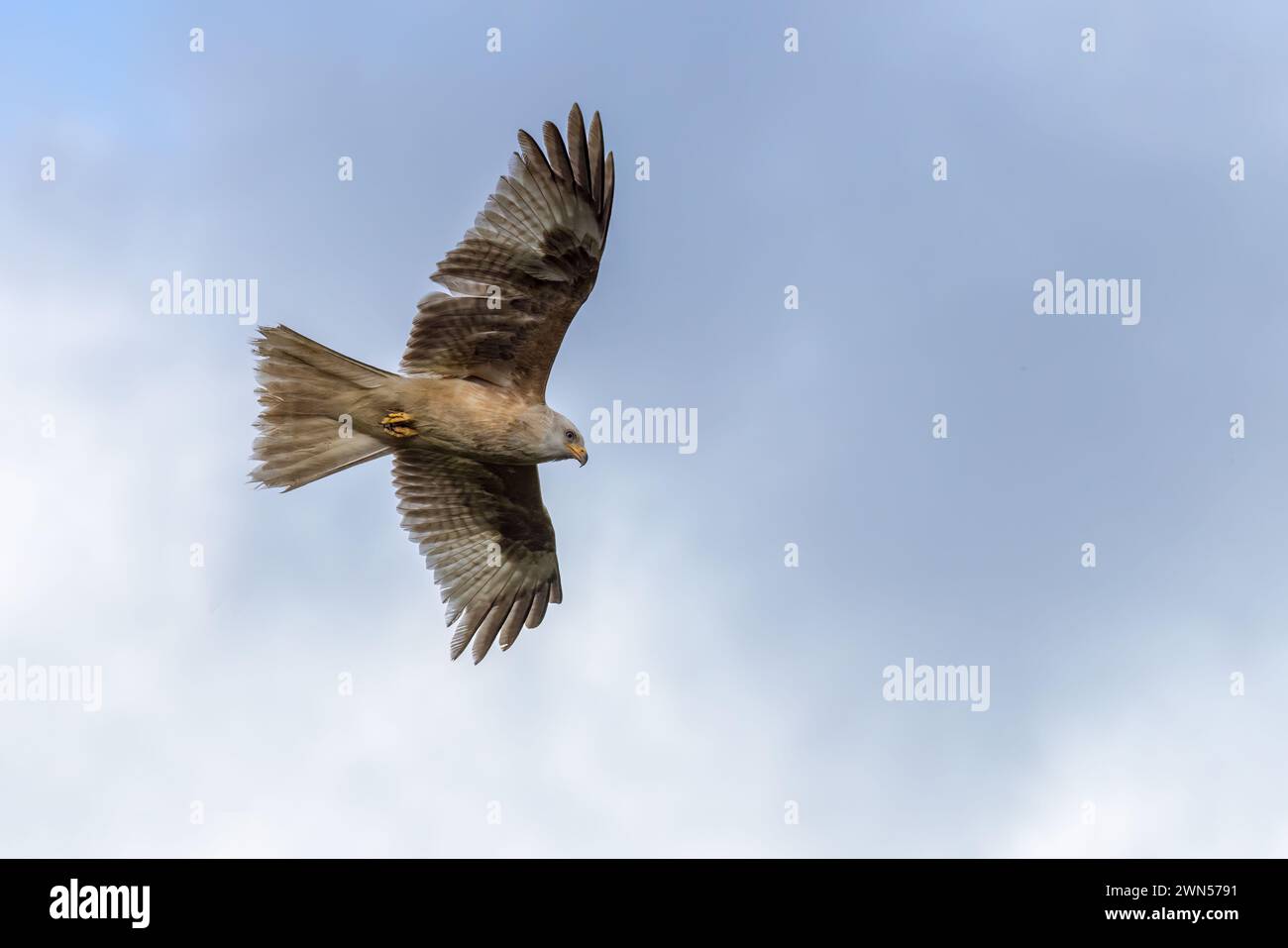 Cerf-volant rouge de couleur blanche extrêmement rare considéré comme l'un des 10 dans le monde. L'oiseau de proie est entendu pour avoir une condition appelée leucisme - givin Banque D'Images