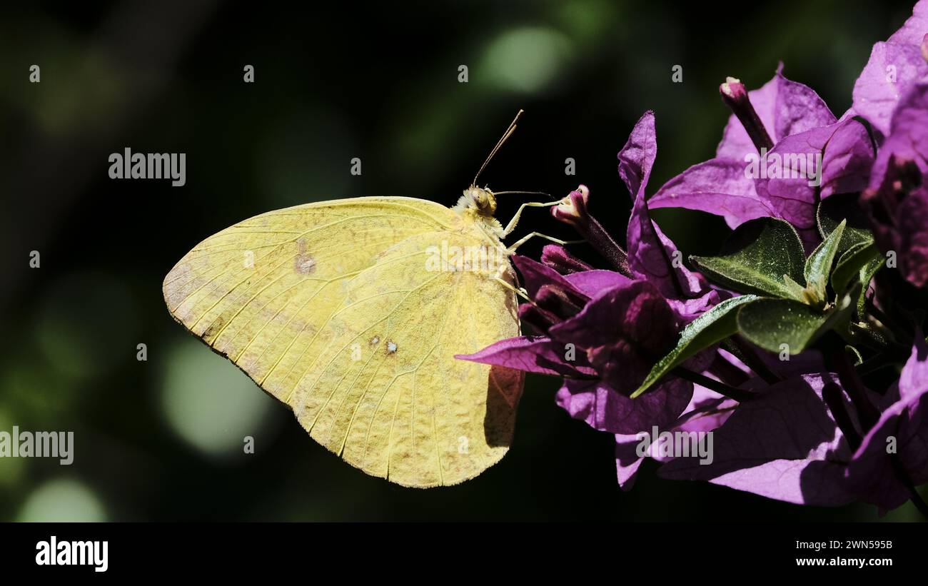 Une Agarithe Phoebis boit à partir d'un bougainvillier Banque D'Images