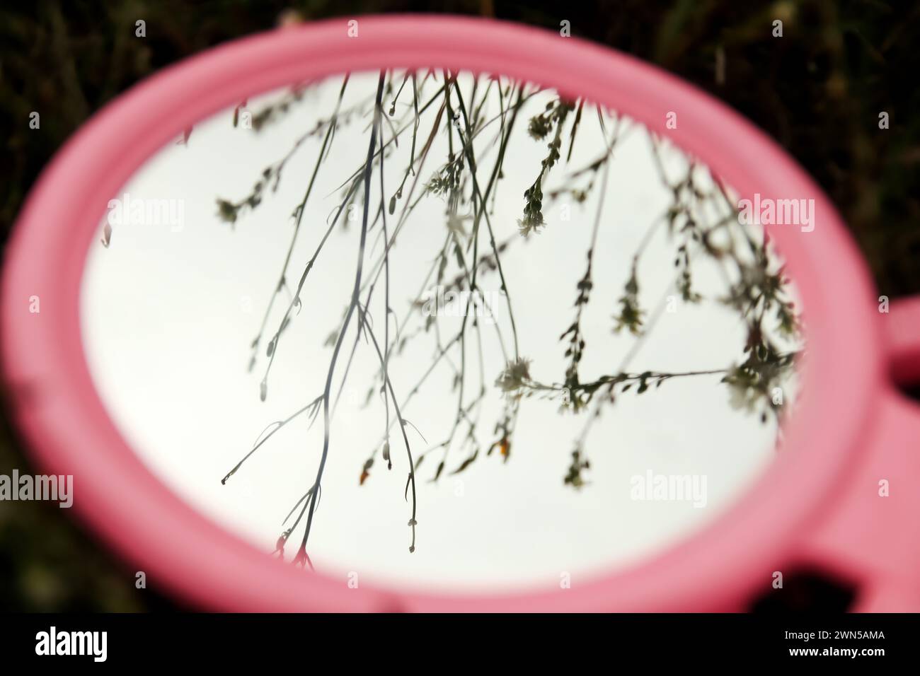 Concept de nature beauté. Reflet d'herbe dans le miroir rose rond sur le champ d'été. Fond de printemps floral. Flou. Banque D'Images