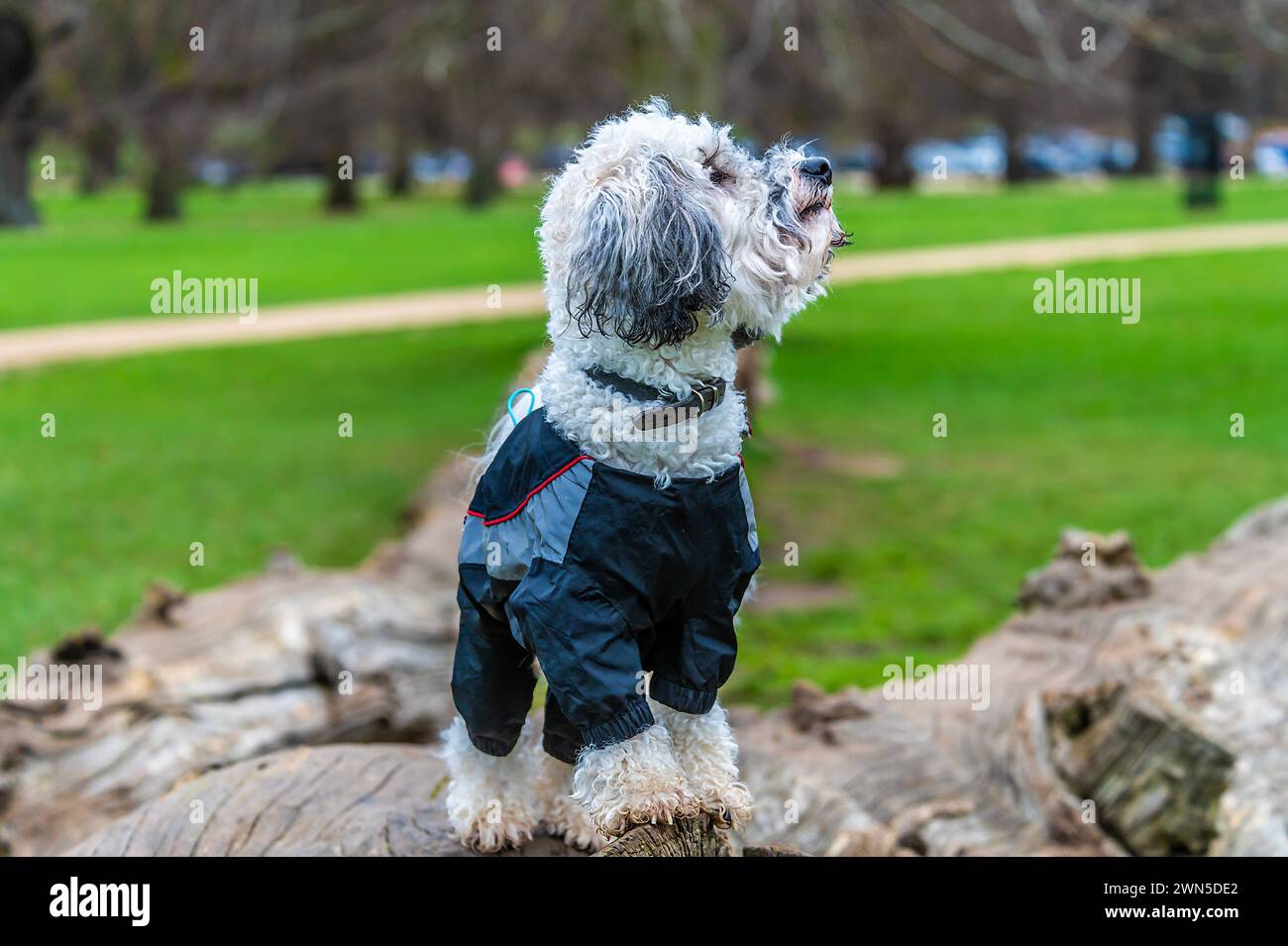 Une vue d'un chiot Poochon curieux sur une souche d'arbre à la périphérie de Stamford, lincolnshire, Royaume-Uni en hiver Banque D'Images