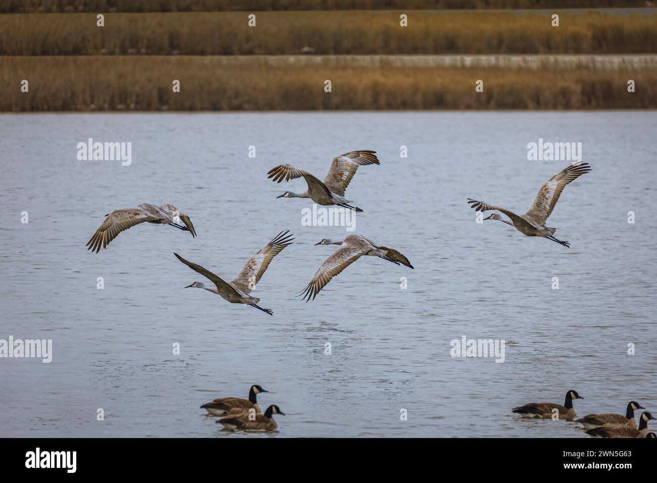 Sandhill Cfrane oiseaux volant au-dessus de l'eau Banque D'Images