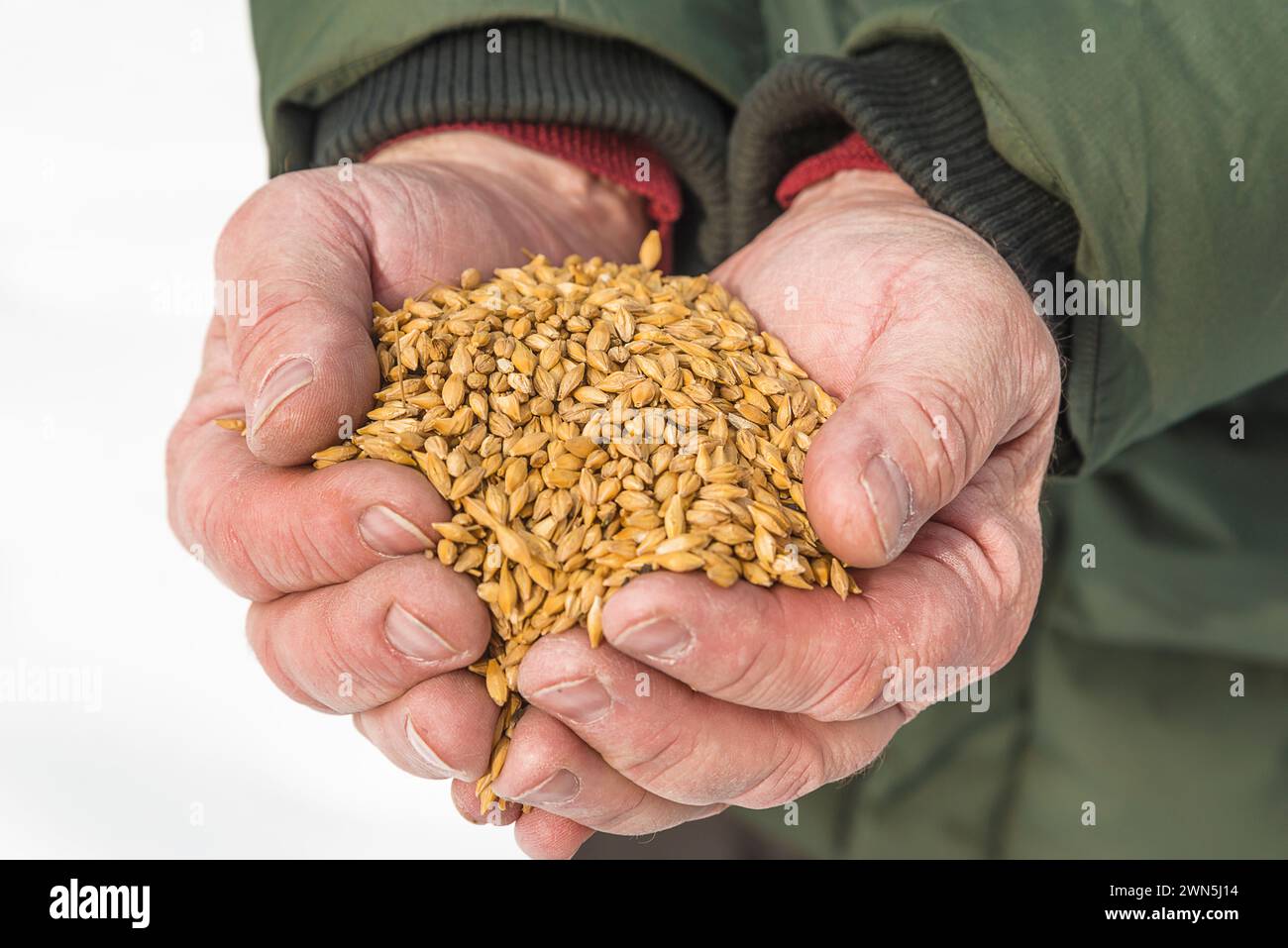 Tas de grains de blé mûrs dans les mains des hommes Banque D'Images