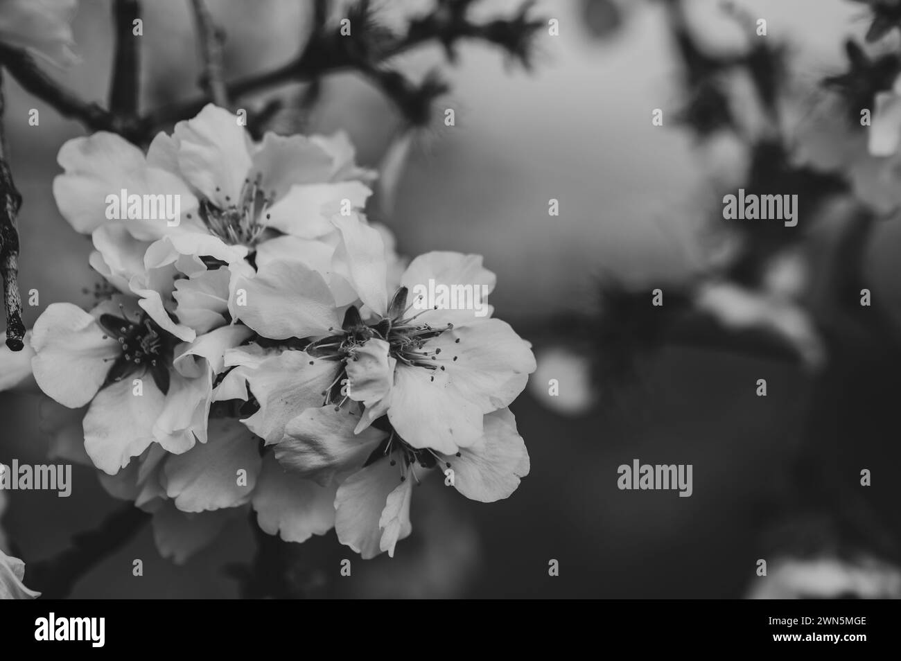 Détail de fleurs blanches sur une branche d'amandier dans le champ Banque D'Images Détail de fleurs blanches sur une branche d'amandier dans le champ Banque D'Images