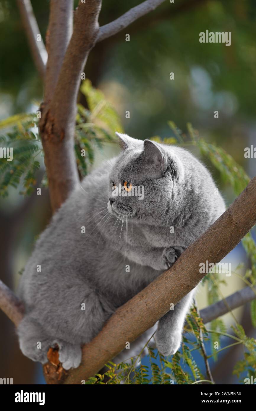 Chat britannique domestique assis sur un arbre. Animaux de compagnie marchant à l'extérieur. Un chat écossais est monté sur une branche d'arbre et a l'air effrayé. Banque D'Images