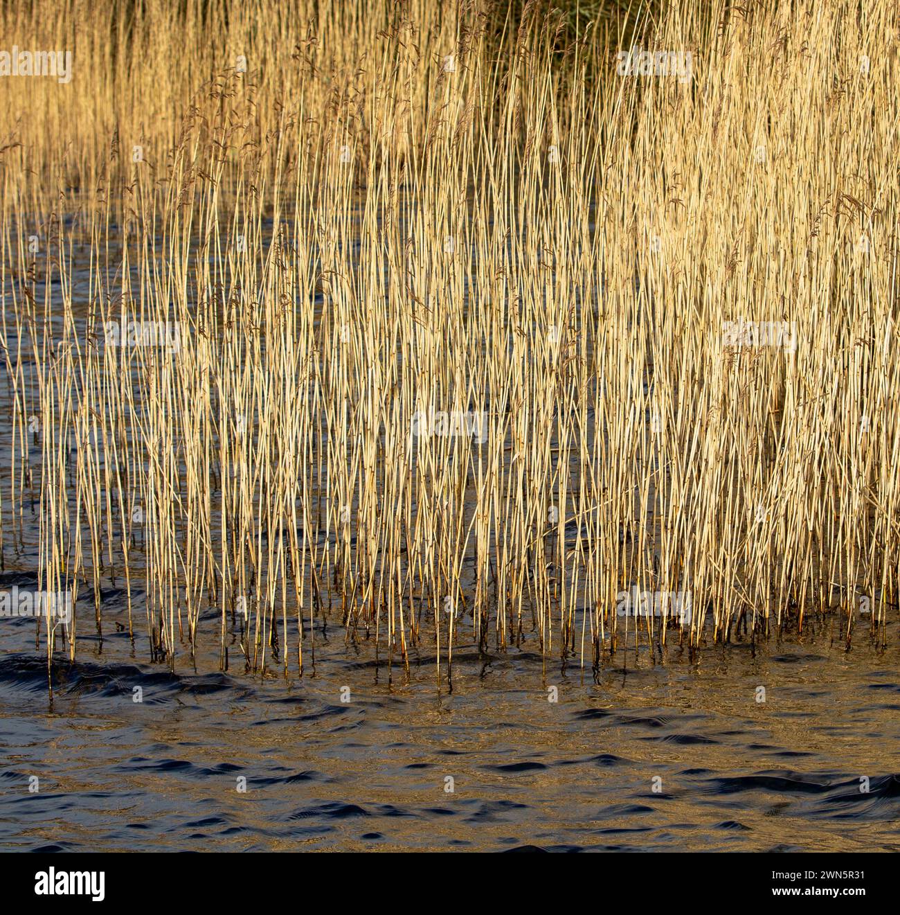 Le bord du lac roseaux et rushes en hiver. Banque D'Images