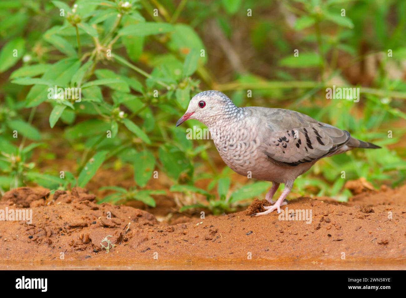 Common Ground-Dove, Columbina passerina, dans le sud-ouest du Texas. Banque D'Images