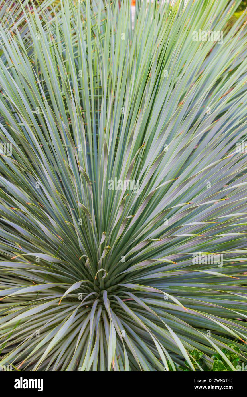 Yucca rostrata SAPPHIRE SKIES usine dans Mercer Arboretum et jardins botaniques à Spring, Texas. Banque D'Images