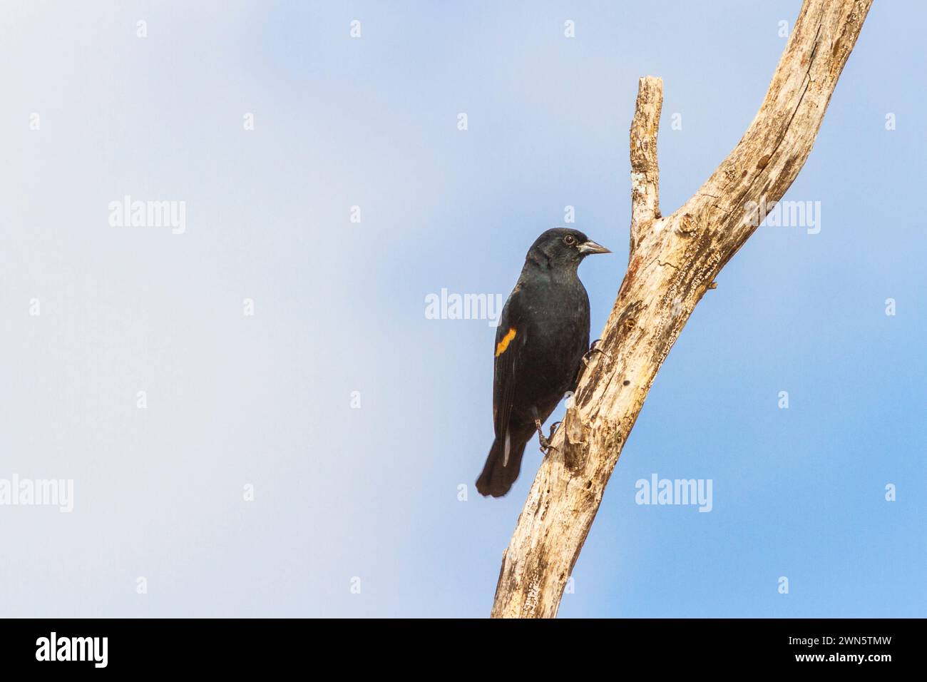 Blackbird à ailes rouges, Agelaius phoeniceus, dans le sud-ouest du Texas. Banque D'Images