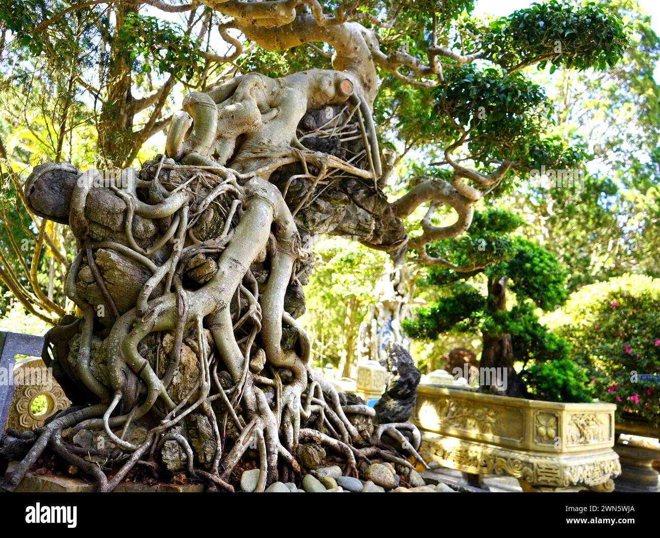 Arbre de bonsaï avec énorme système racinaire. Banque D'Images
