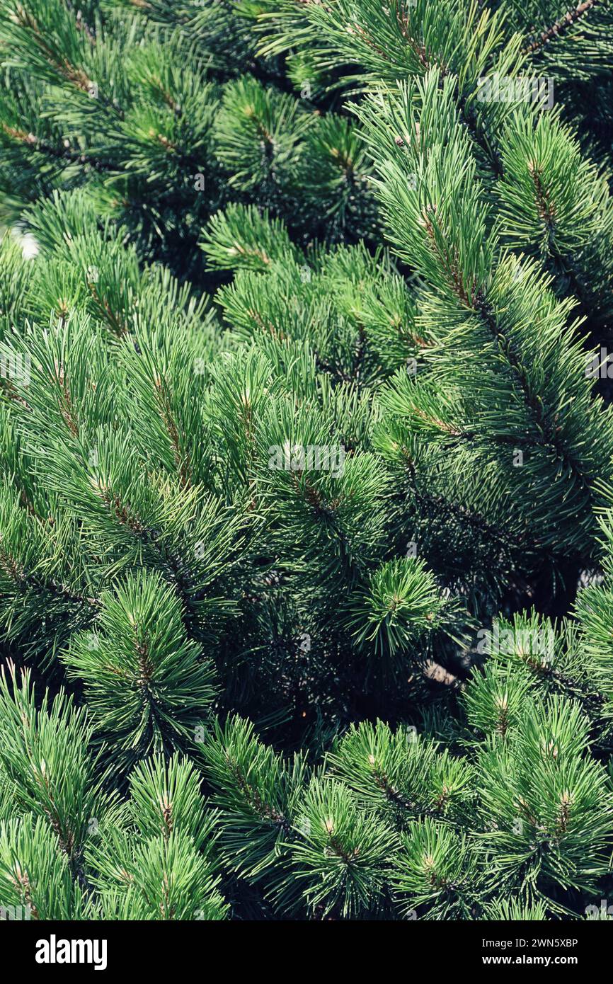 Arrière-plan des branches d'arbre de Noël. fond de texture d'arbre de conifères de pin de sapin. Scène de Noël d'arbre de pin d'hiver. Fond d'hiver et de Noël. Banque D'Images