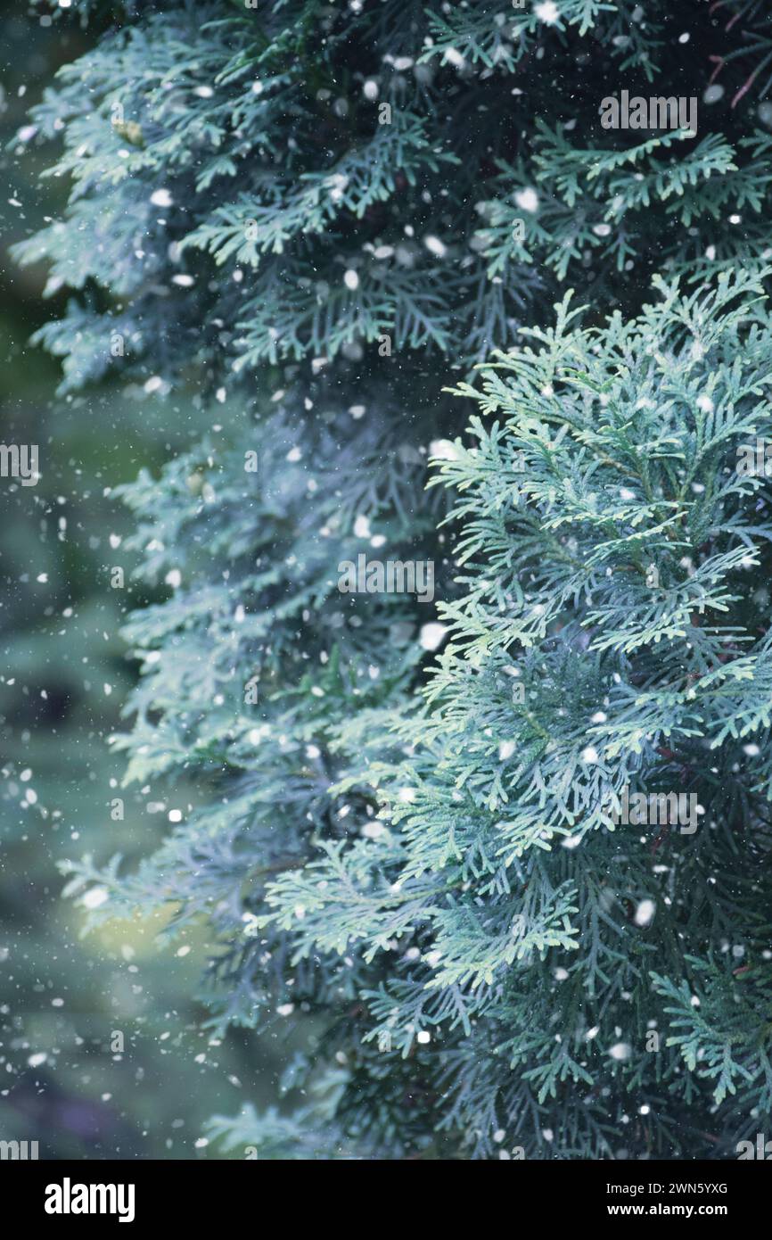 Paysage de neige d'hiver avec des flocons de neige tombant du ciel. paysage hivernal de forêt. Branches d'arbres de Noël recouvertes de neige. Soirée de Noël. Snowsto Banque D'Images