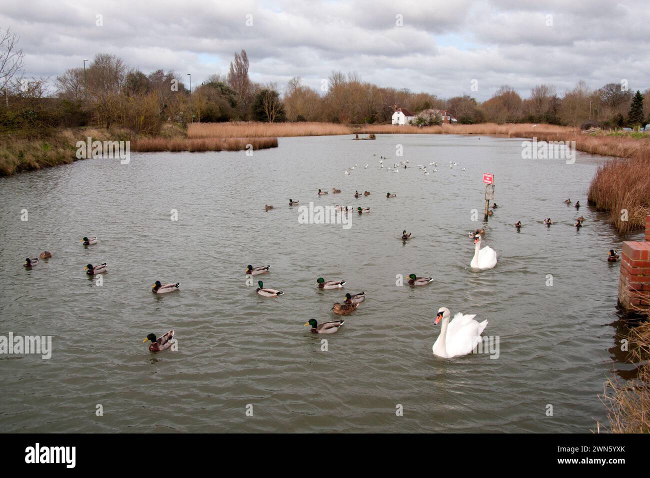 Emsworth canard étang, Havant, Portsmouth, Hampshire, Angleterre Banque D'Images