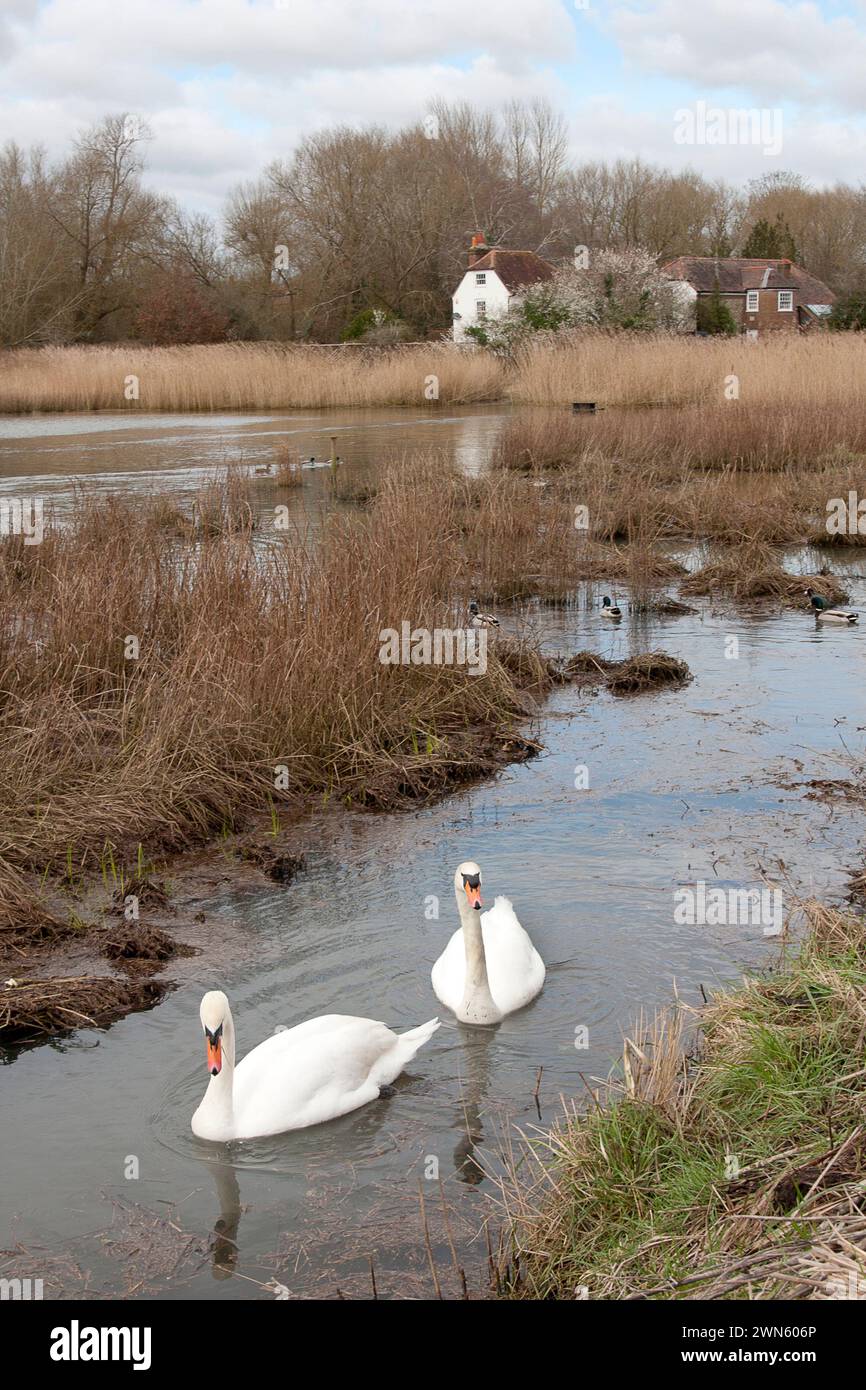 Emsworth canard étang, Havant, Portsmouth, Hampshire, Angleterre Banque D'Images