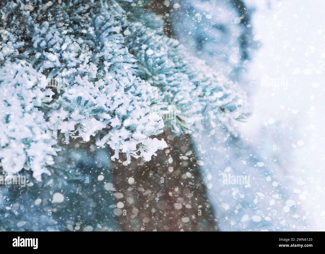 Paysage de neige d'hiver avec des flocons de neige tombant du ciel. paysage hivernal de forêt. Branches d'arbres de Noël recouvertes de neige. Soirée de Noël. Snowsto Banque D'Images