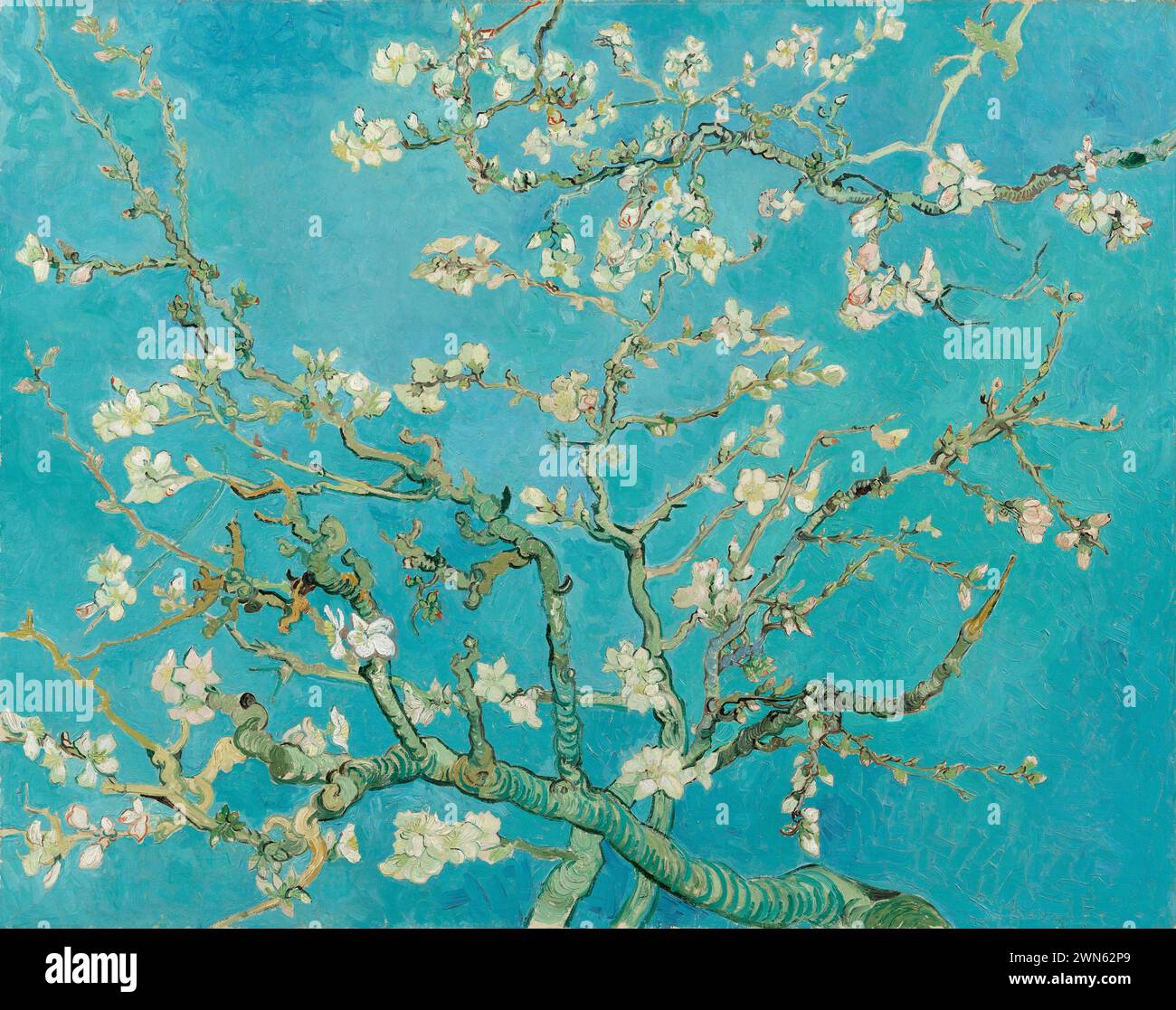 Van Gogh Vincent - fleurs d'amandes (1890) Banque D'Images