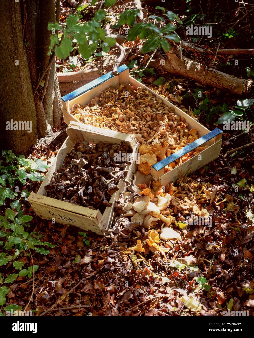 Champignons sauvages cueillis dans les bois, panier plein de champignons fraîchement cueillis debout dans la forêt Banque D'Images