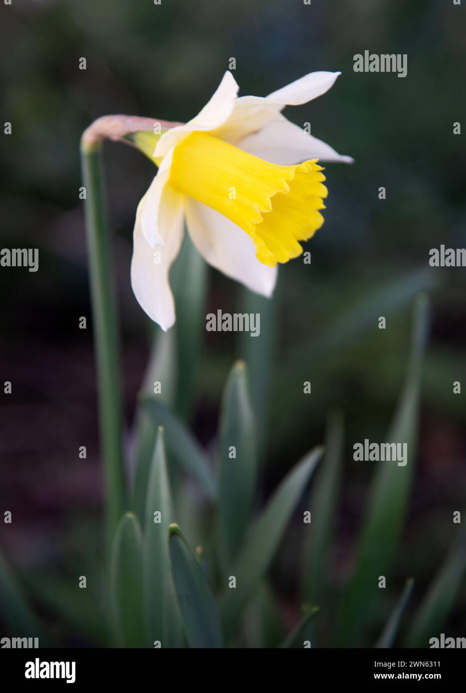 Narcissus 'Spring Dawn' est une jonquille jaune en trompette avec des tepals blancs Banque D'Images